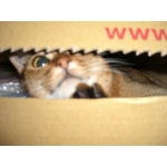 猫は箱が大好き。