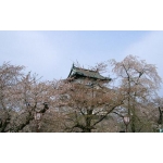 桜とねぷたと弘前城