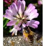 日本蜜蜂　養蜂日記